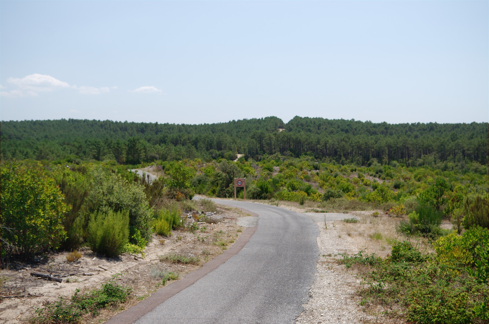 La pinède sur les dunes au Sud d'Hourtin